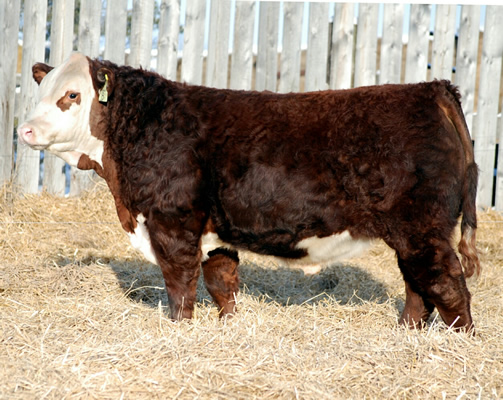 MJM Polled Herefords - Hereford Cows For Sale - Minnesota, Midwest, Marty, Julie, Malin