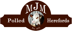 MJM Polled Herefords - Hereford Cows For Sale - Minnesota, Midwest, Marty, Julie, Malin