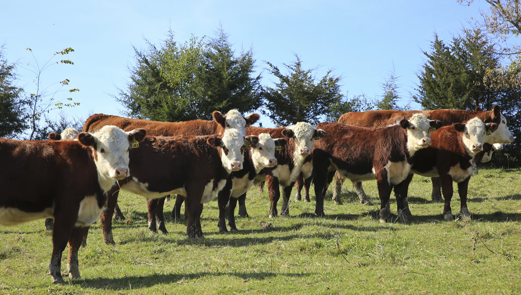 MJM Polled Herefords - Hereford Cows For Sale - Minnesota, Midwest, Marty, Julie, Malin