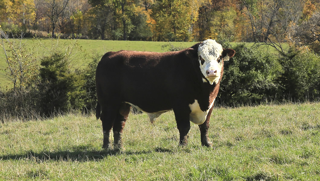 MJM Polled Herefords - Hereford Cows For Sale - Minnesota, Midwest, Marty, Julie, Malin