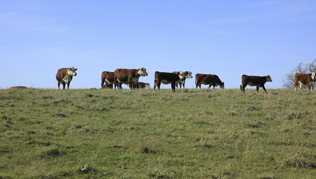 MJM Polled Herefords - Hereford Cows For Sale - Minnesota, Midwest, Marty, Julie, Malin