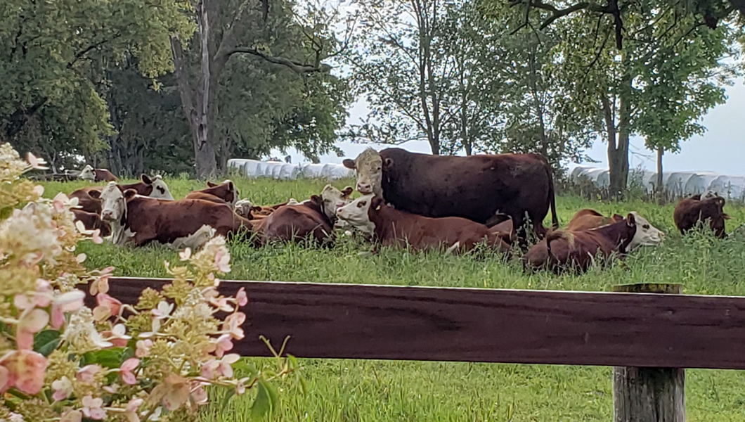 MJM Polled Herefords - Hereford Cows For Sale - Minnesota, Midwest, Marty, Julie, Malin